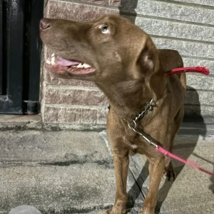 A Golden Indie Dog Found from Jayanagar, Bengaluru