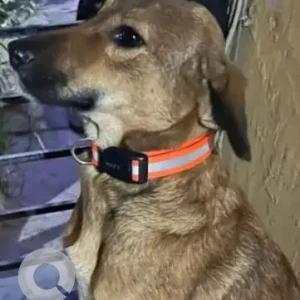 A Black and Brown Indie Dog Missing from Charmwood Village-2