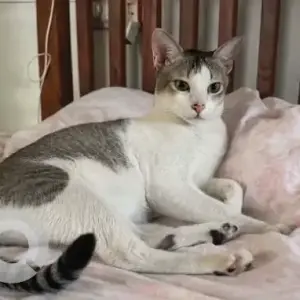A Black and White Calico Cat Missing from Koramangala