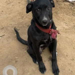 A Black Indie Dog Found from Gupta market, Lajpat Nagar-2