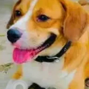 A White-Brown Mix Beagle Dog Found from Rainbow vistas, near IDL lake, Kukatpally-2