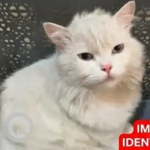 A White Persian Cat Found from Shaniwar Peth