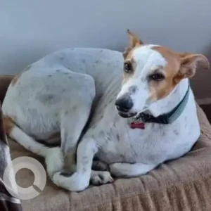 A White-Brown Mix Indie Dog Missing from Tivim, St. Ann's High school