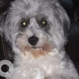 A White and Grey Shih Tzu Mix Dog Missing from Near Abraj Al Mamzar Building, Al Mamzar
