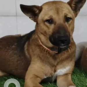 A Black and Brown Mutt Dog Missing from Saket