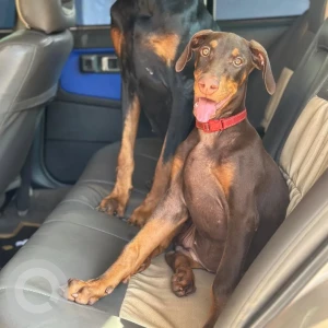 A Brown Doberman Dog Missing from Chicalim, Dabolim