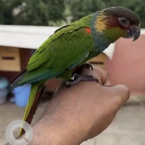 A Green Blue Throated conure Bird Missing from Whitefield, Bengaluru