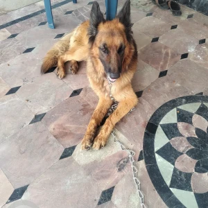 A Black and Brown German Shepherd Dog Found from Tupranpet-2