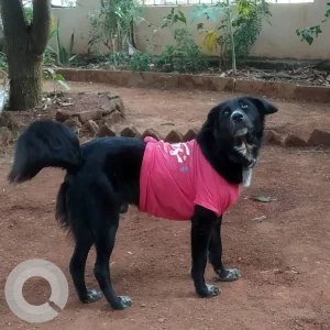 A Black Indie Dog Missing from Cipla Foundation Hospital backyard