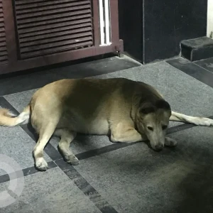 A Brown Indie Dog Missing from New Delhi-2