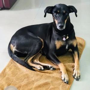 A Black Indie Dog Missing from Lucknow