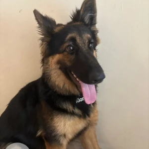 A Black and Brown German Shepherd Dog Missing from Nio eye hospital, Aundh