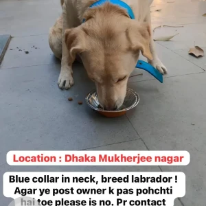A Light Brown labrador Dog Found from Dhaka, Mukherjee Nagar-3