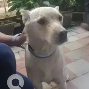 A White Indie Pomeranian mix Dog Found from Smart Bazar, RBI Layot, JP Nagar