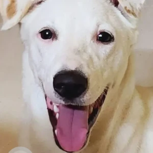 A White Indie Dog Missing from Banu Nagar, Ambattur