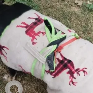 A Black Indie Dog Missing from Vijay nagar-2