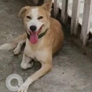 A White-Brown Mix Indie Dog Missing from Emerald Hills Gate No.6, Sector-65-2