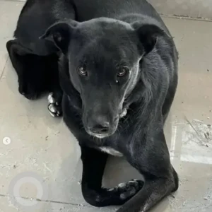 A Black Indie Dog Missing from koramangala 1st Block