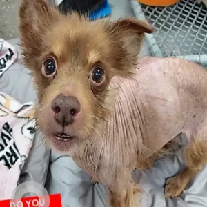 A Brown Pomeranian Dog Found from River street and brooks road