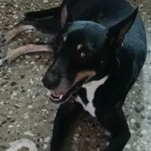 A Black and White Indie Dog Missing from Marina Square, Santhome High Road