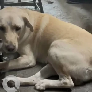 A White Lab Dog Found from Vijay Sales near Pune Station