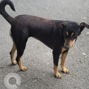 A Black and Brown Indie Dog Missing from Akshay Nagar