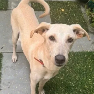 A White-Brown Mix Indie Dog Found from Block E, Sector 51, Noida