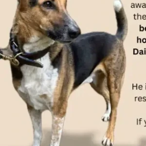 A Black and Brown Indie Dog Missing from Vilas, DLF Phase 2-2