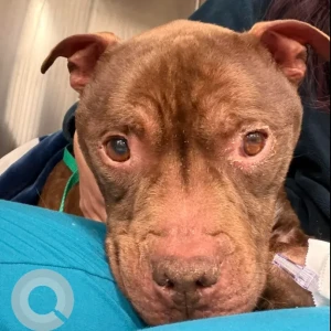 A Brown Pit Bull Terrier mix Dog Found from Harvard St in Dorchester