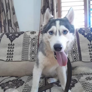 A White and Grey Siberian Husky Dog Found from Yelahanka, Bengaluru-2