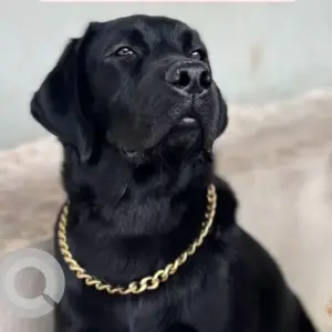 A Black Labrador Dog Missing from Yediyur lake, Jayanagar