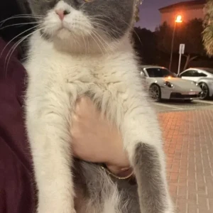 A White and Grey British Shorthair Cat Found from Jumeirah Islands-2