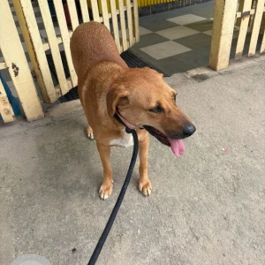 A White-Brown Mix Indie Dog Found from Kasavanahalli, Bengaluru
