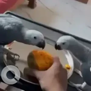 A Grey American Grey Parrot Bird Missing from Chandapura-2