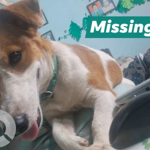 A White-Brown Mix Indie Dog Missing from Gaunsawaddo, Mapusa-2