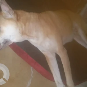 A White-Brown Mix Indie Dog Missing from Banamalipur, Barasat-4