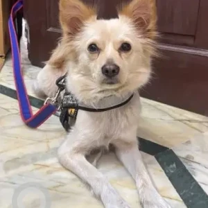A White Pomeranian indie mix Dog Found from Lajpat Nagar Bus Stop-2