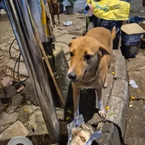 A White-Brown Mix Indie Dog Missing from Fort, Mumbai