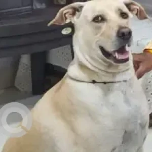 A Light Brown Indie Dog Missing from Moshi Pradhikaran-2