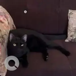 A Black Indie Cat Missing from Niva Medical Clinic, HSR Layout Sector 1-5