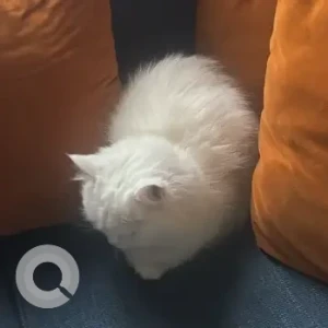 A White Turkish Angora Cat Missing from Grand mall, agman-2