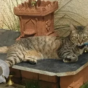 A Black and Brown Indie Cat Missing from Assetz soul and soil, Casa grande