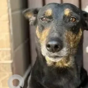 A Black and Brown Indie Dog Missing from Sanjay Enclave, Uttam Nagar-2