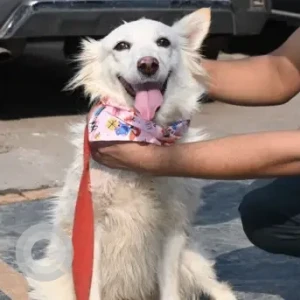 Female Spitz Dog Adoption for Adoption in South Delhi-2