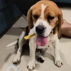 A White-Brown Mix Beagle Dog Found from Panvel ST Stand-2