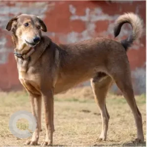 Male Indie Dog Adoption for Adoption in Gurgaon
