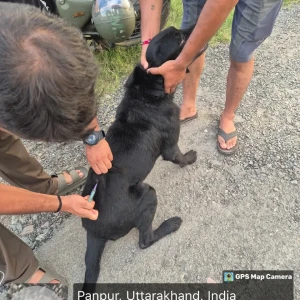 Rabies vaccination-121