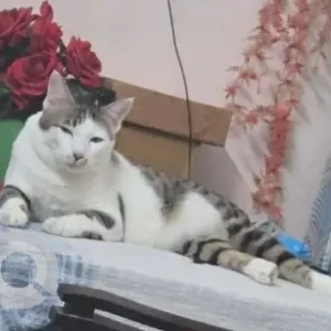 A Grey-White Mix Indie Cat Missing from Sector 12, Sonipat-2