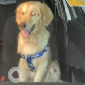A Brown Golden Retriever Dog Found from Timmasandra