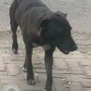 A Black and White Indie Dog Missing from Ward 1, Chandigarh